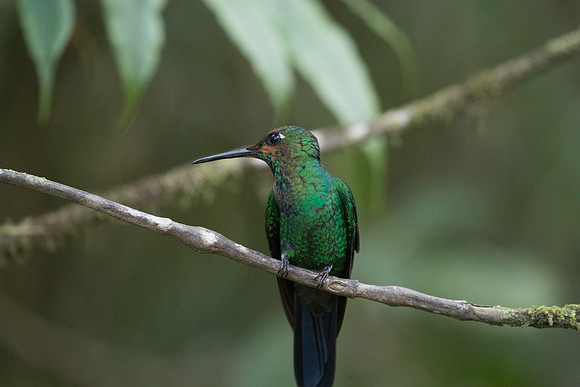 green crowned brilliant