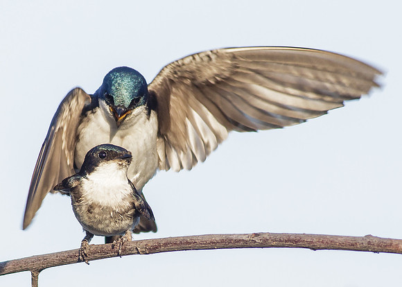 Swallows Unite