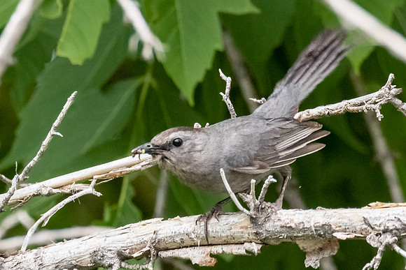 Gray Catbird