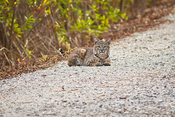Bobcat