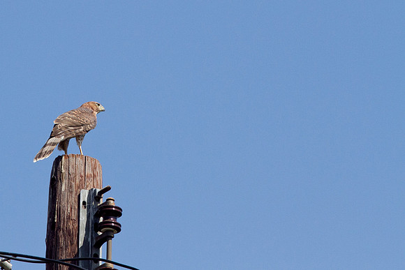 hawk-8433