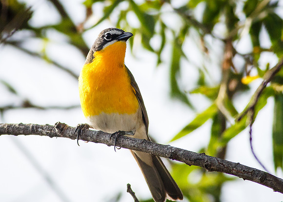 Yellow-breasted Chat
