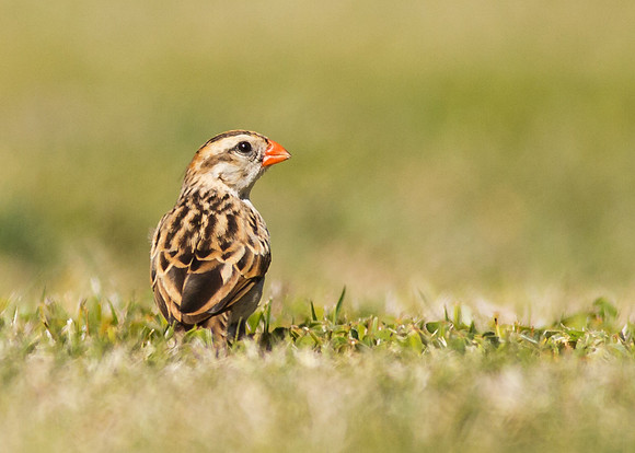 Pin-tailed Whydah