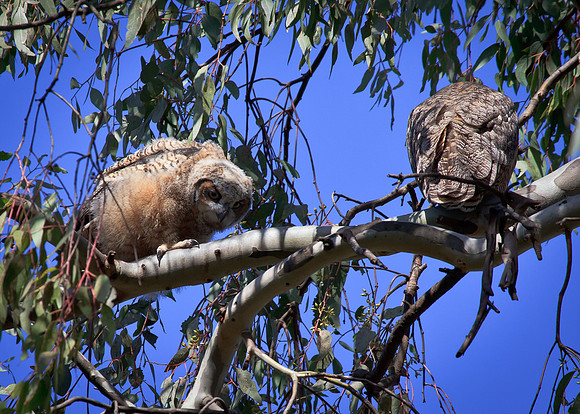 Great Horned Owl