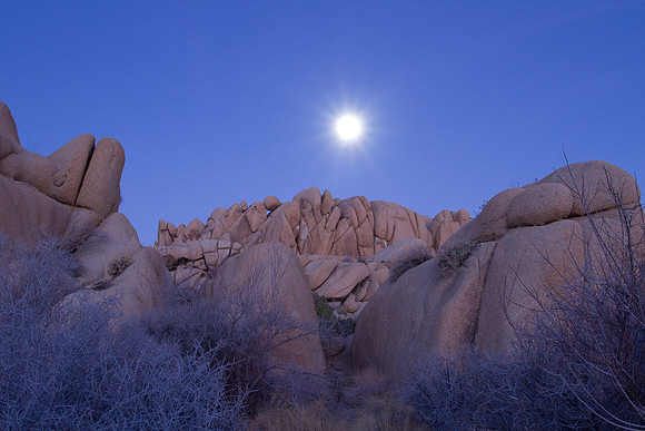 joshuatree09-2419
