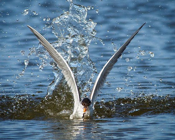 Water wings