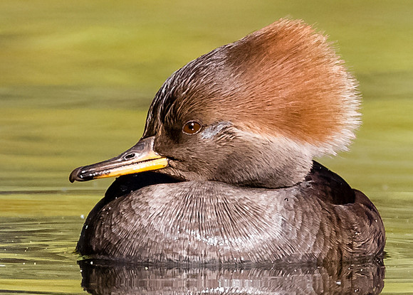 SF-Golden Gate Park-7359-2