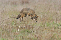 Coyote