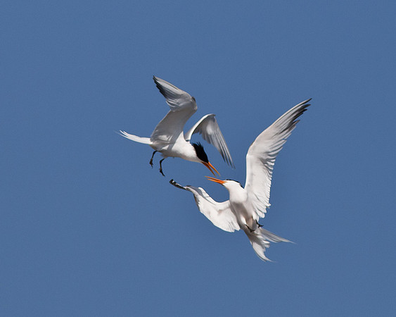 BolsaChica2011-1485