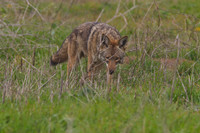 Coyote