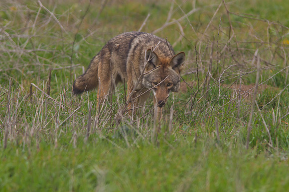 Coyote