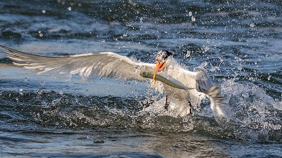 BolsaChica2015-9554