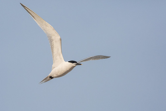 Sandwich Tern