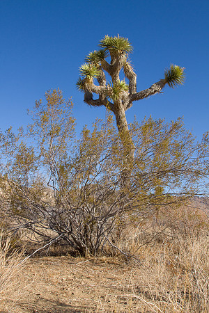 joshuatree09-2636
