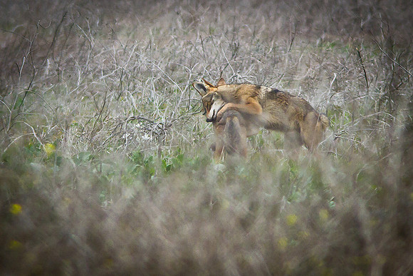 Coyote Love