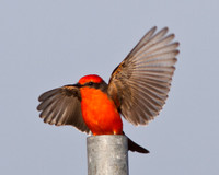 In for a landing....