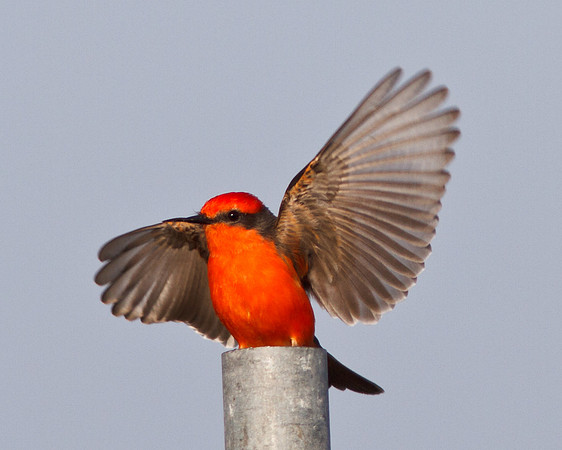 In for a landing....