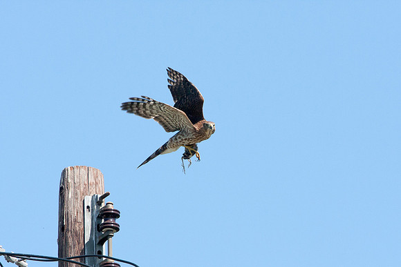 hawk-8318