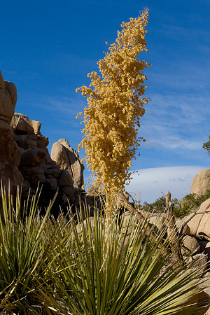 joshuatree09-2215