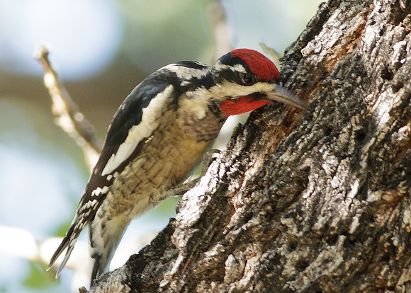 Yellow-bellied Sapsucker
