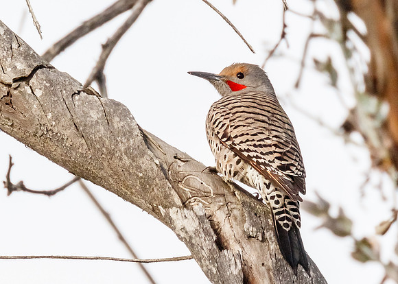 Northern Flicker