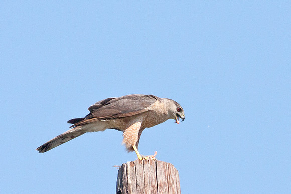 hawk-8279