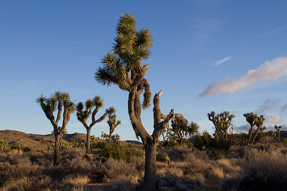 joshuatree09-2357