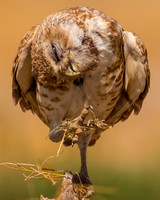 Just hate grass on my claws......