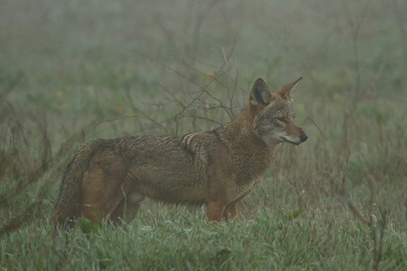 Coyote