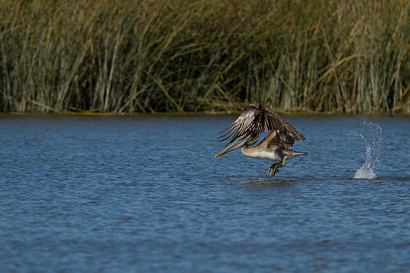 birds-irv-1070