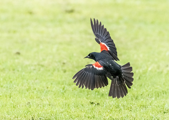 Landing blackbird style