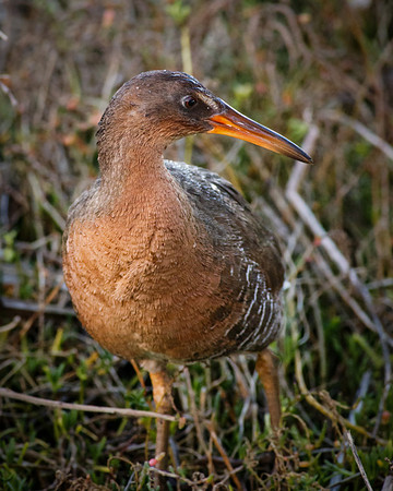 Clapper Rail