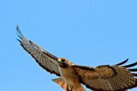 Red-tailed Hawk
