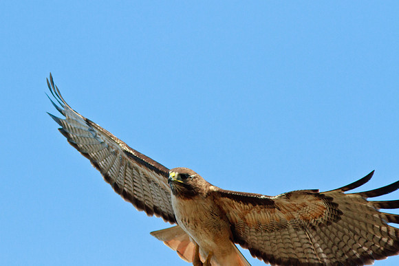Red-tailed Hawk