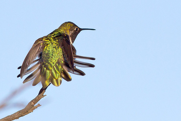 Anna's Hummingbird