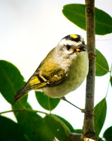 Golden-crowned Kinglet