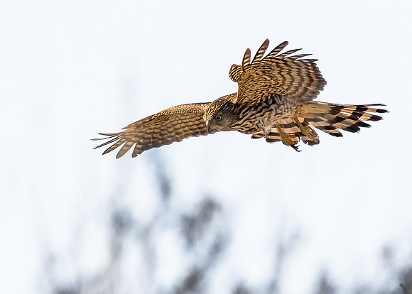 On the hunt
