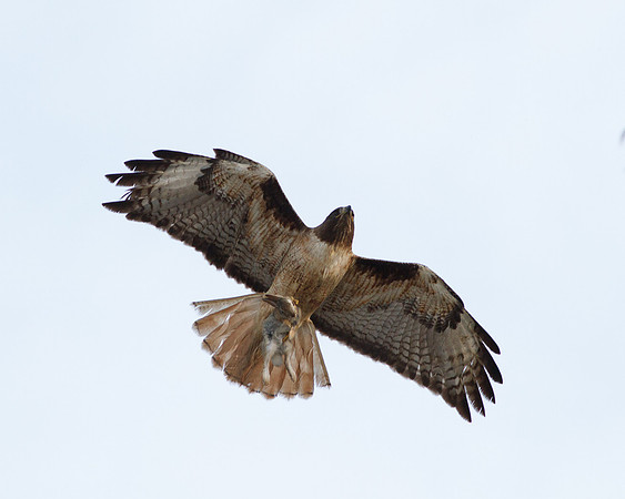 Male Red-Tailed hawk with prey