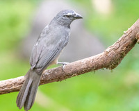 Grayish Saltator