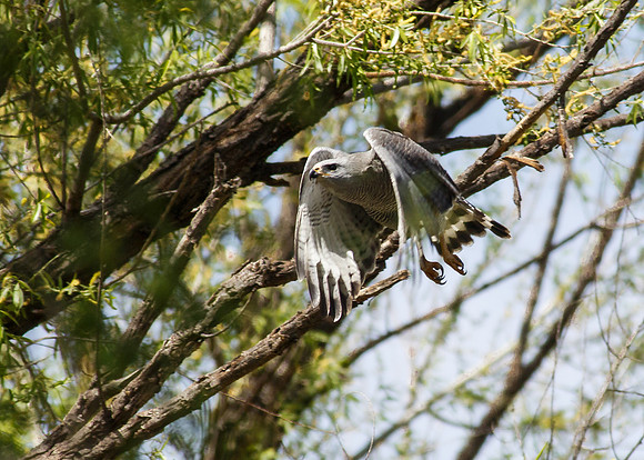 Gray Hawk in flight