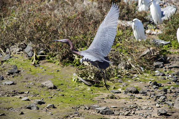 BolsaChica2013-2527