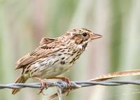 SouthTexas2014-6413