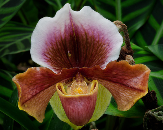 Lady's slipper orchid - Paphiopedilum Keyeshill