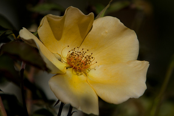 La-arboretum-128