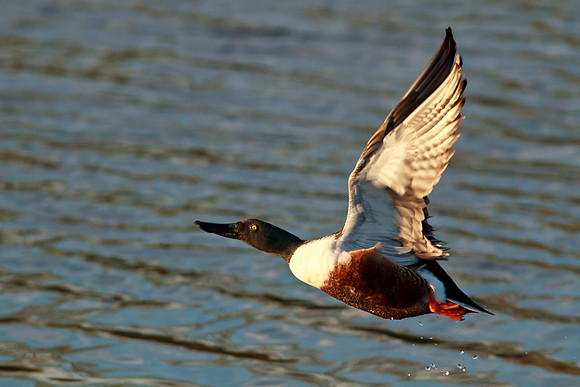 Northern Shoveler male