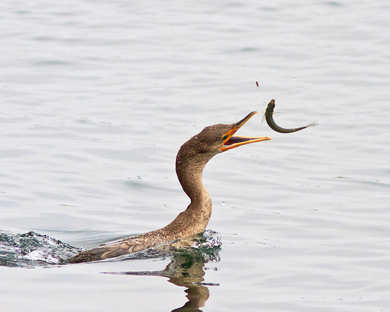 Airborne fish dinner