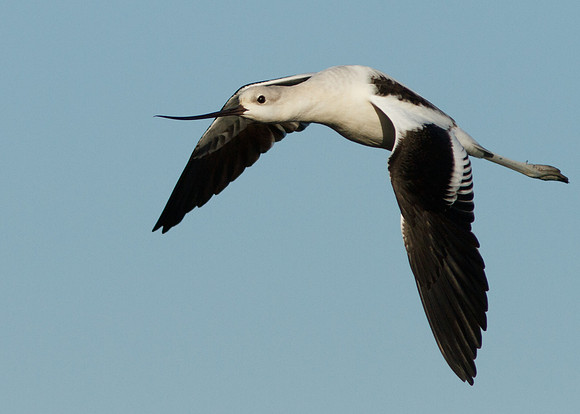 BolsaChica2011-0566