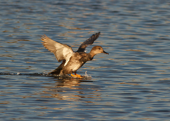Northern Shoveler female