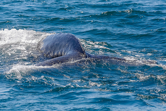 NB-whale watching-5529