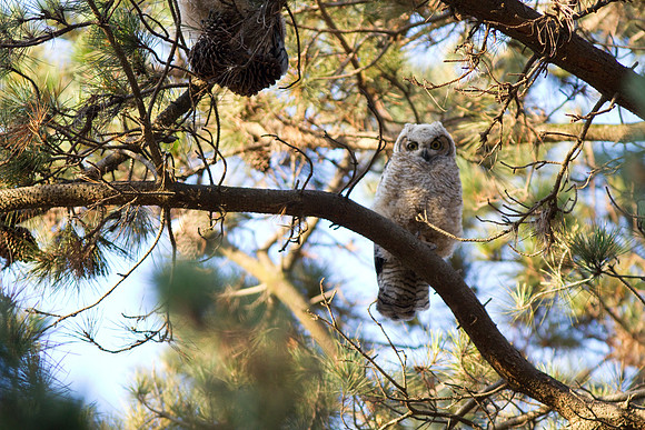 Great Horned Owl
